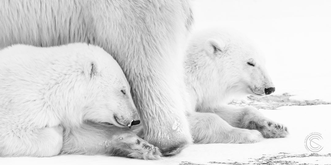 Nap Time