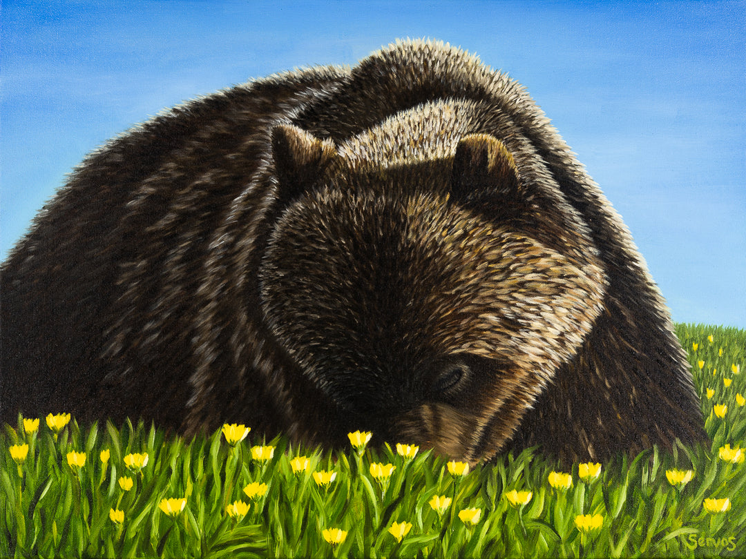 Grazing Grizzly Print