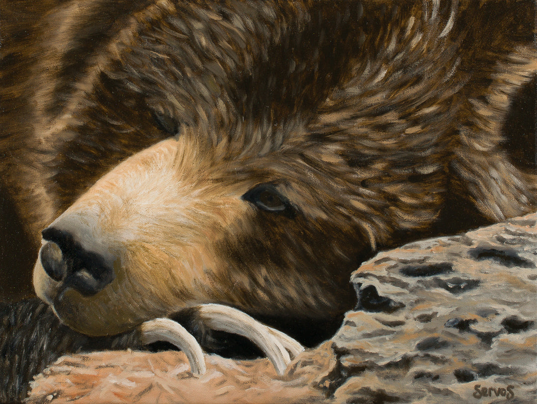 Skoki the Grizzly Bear Print