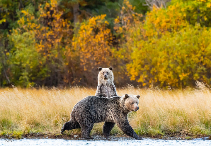 Safe Behind Mom