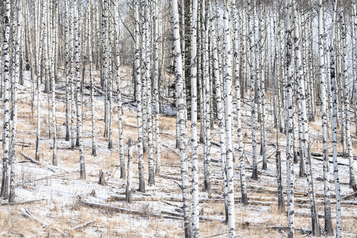 Snowy White Poplars