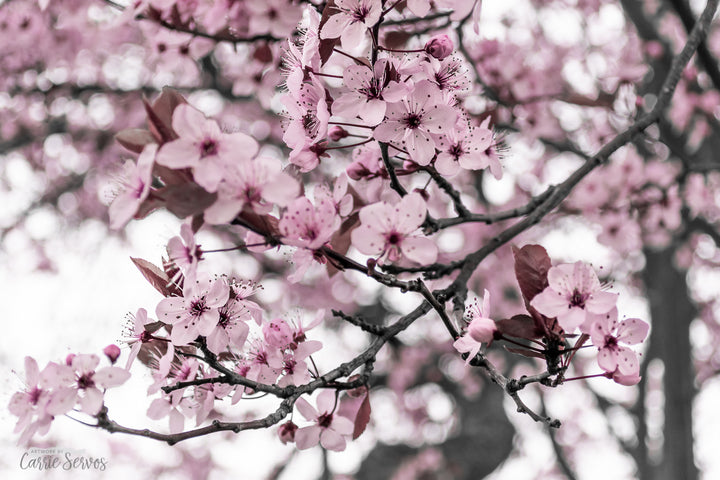 Serene Sakura