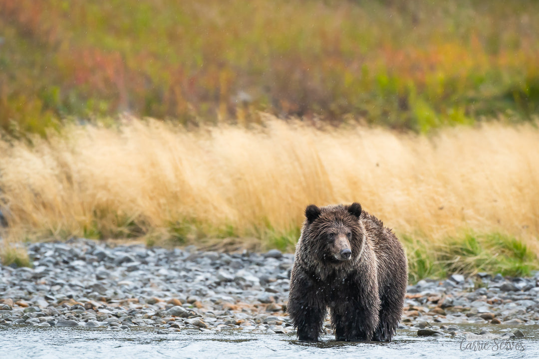 Chubby Cub photograph by Carrie Servos