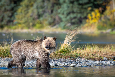 Ombre grizzly photograph by Carrie Servos