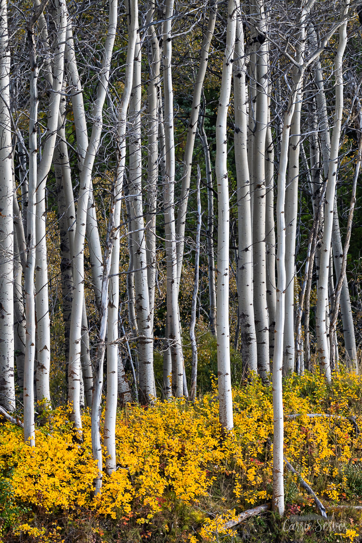 Autumn Aspens