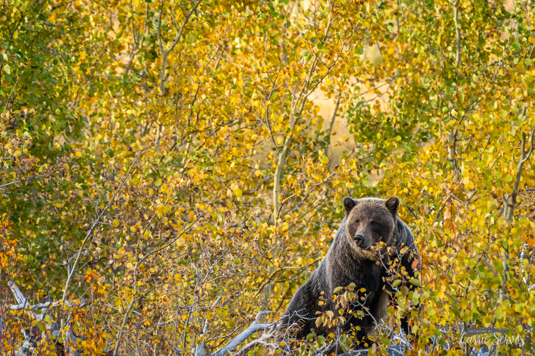 Trembling Aspens photo by Carrie Servos