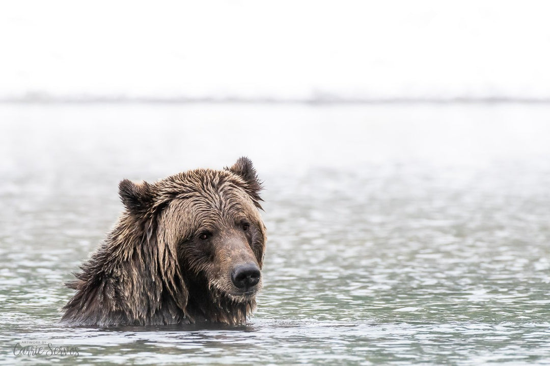 Chilly Dip grizzly bear photograph by Carrie Servos