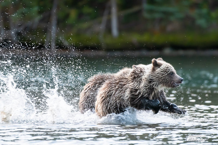 Photo Finish grizzly bear photograph by Carrie Servos