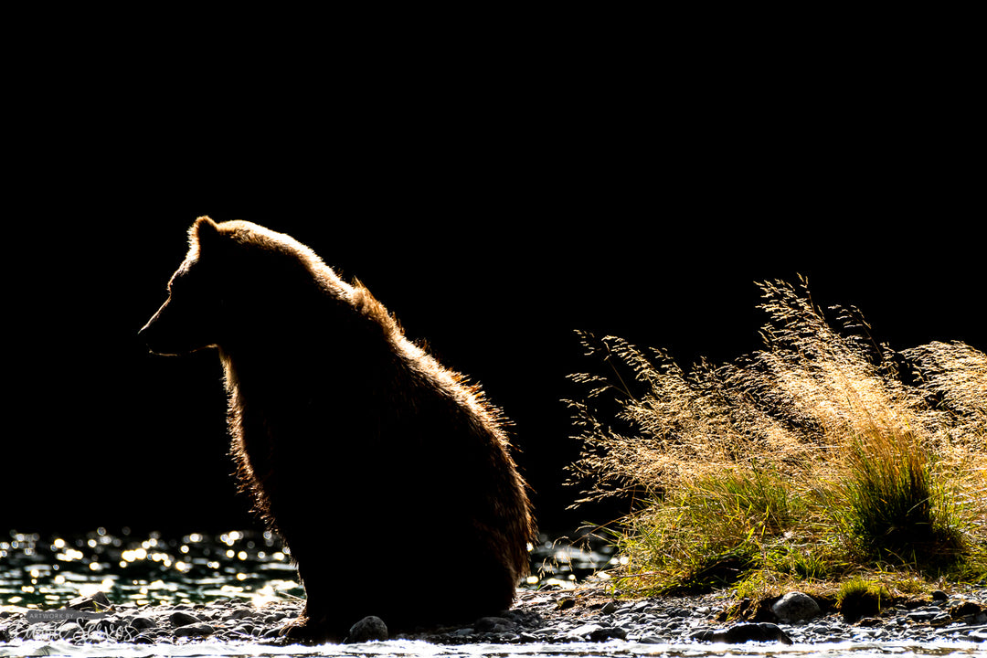 Grizzly Silhouette photograph by Carrie Servos