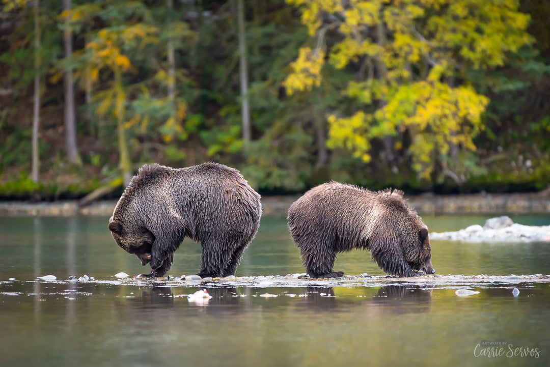 Cheek to Cheek grizzly photograph by Carrie Servos