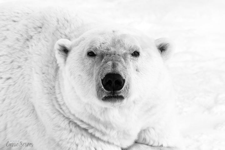 Icy Stare B&W polar bear photograph by Carrie Servos