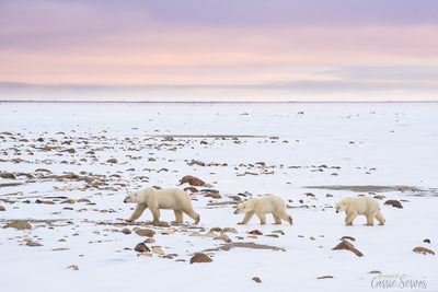 Sunset Stroll on the Tundra polar bear photograph by Carrie Servos