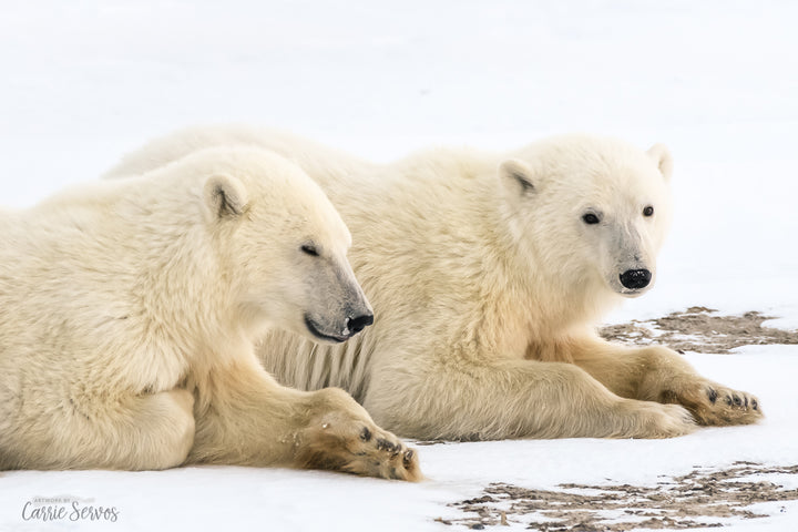 Tundra Twinsies polar bear photograph by Carrie Servos