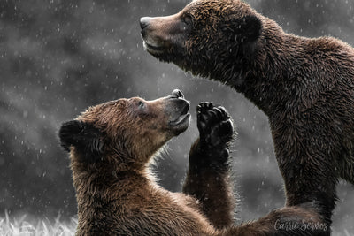 Adoration grizzly bear photograph by Carrie Servos