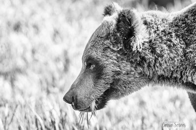 Grizzly Profile photo by Carrie Servos