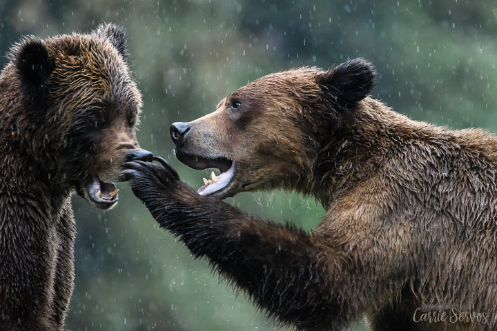 Boop! Got Your Nose photograph by Carrie Servos