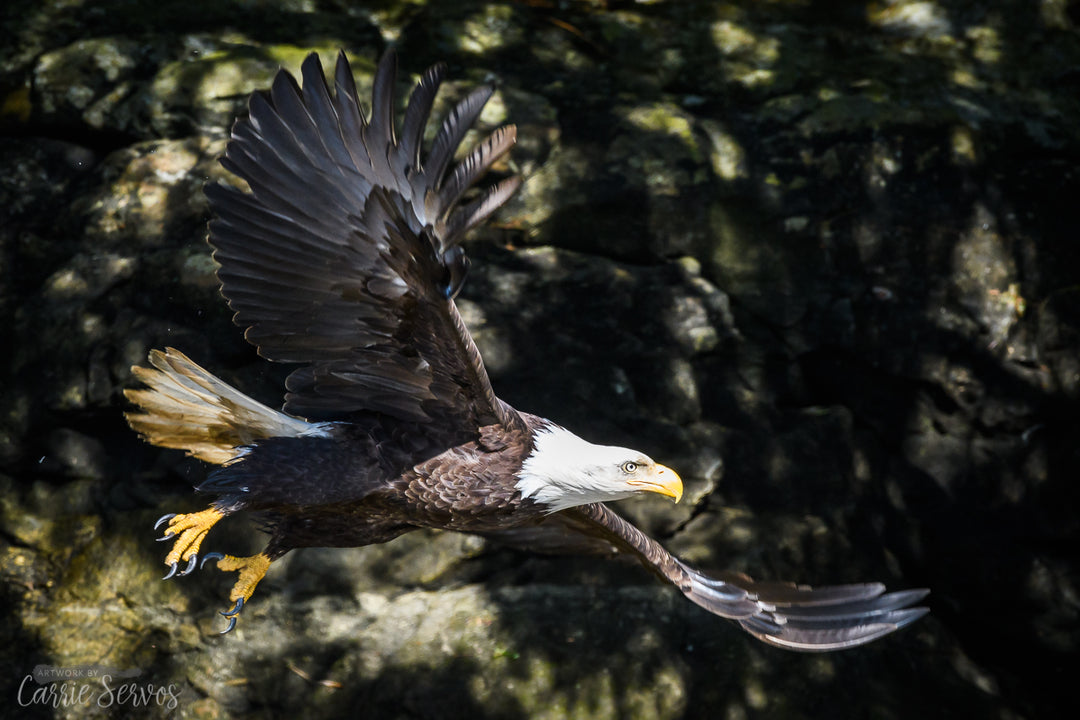 Let Your Spirit Soar bald eagle photograph by Carrie Servos